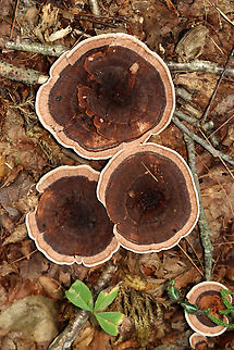 Zoned Hydnellum - Hydnellum concrescens Growing on the ground; mixed forest
https://www.jungledragon.com/image/136536/zoned_hydnellum_-_hydnellum_concrescens.html
https://www.jungledragon.com/image/136538/zoned_hydnellum_-_hydnellum_concrescens.html
https://www.jungledragon.com/image/136537/zoned_hydnellum_-_hydnellum_concrescens.html Geotagged,Hydnellum concrescens,Summer,United States