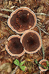 Zoned Hydnellum - Hydnellum concrescens Growing on the ground; mixed forest<br />
https://www.jungledragon.com/image/136536/zoned_hydnellum_-_hydnellum_concrescens.html<br />
https://www.jungledragon.com/image/136538/zoned_hydnellum_-_hydnellum_concrescens.html<br />
https://www.jungledragon.com/image/136537/zoned_hydnellum_-_hydnellum_concrescens.html Geotagged,Hydnellum concrescens,Summer,United States