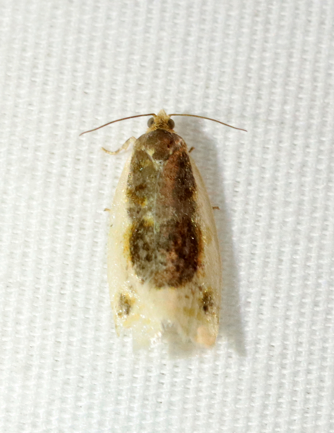 Black-patched Clepsis Moth - Clepsis melaleucana TL: ~12 mm. Shiny white FW with brown shading along inner margin; dark subapical patch. Hosts: Apple, Trillium. Status: Common<br />
<br />
Habitat: Attracted to a 395 nm LED light in a semi-rural area<br />
<br />
2022 (25) Black-patched Clepsis Moth,Clepsis melaleucana,Geotagged,Spring,United States,clepsis,moth,tortricidae