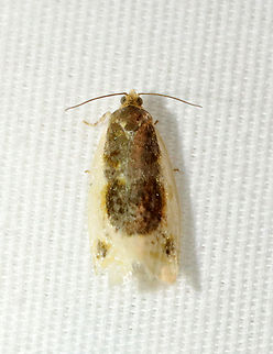 Black-patched Clepsis Moth - Clepsis melaleucana TL: ~12 mm. Shiny white FW with brown shading along inner margin; dark subapical patch. Hosts: Apple, Trillium. Status: Common

Habitat: Attracted to a 395 nm LED light in a semi-rural area

2022 (25) Black-patched Clepsis Moth,Clepsis melaleucana,Geotagged,Spring,United States,clepsis,moth,tortricidae
