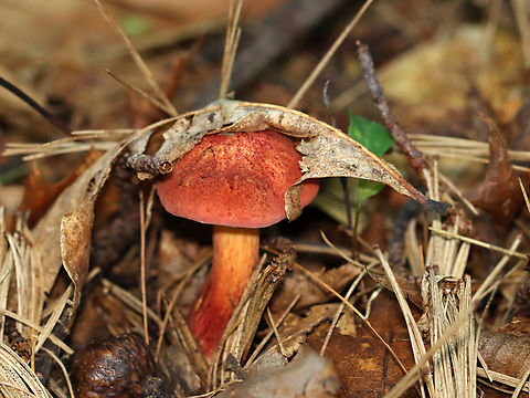 Two-colored Bolete - Baorangia bicolor Convex, velvety, red caps. Yellow pores that bruised blue. The stipes were yellowish near the apex and had red streaks on the bottom half. Caps bruised blue when handled.

Habitat: Mossy area; mixed forest
 Baorangia,Baorangia bicolor,Geotagged,Summer,Two-colored Bolete,United States,bolete,fungus,mushroom