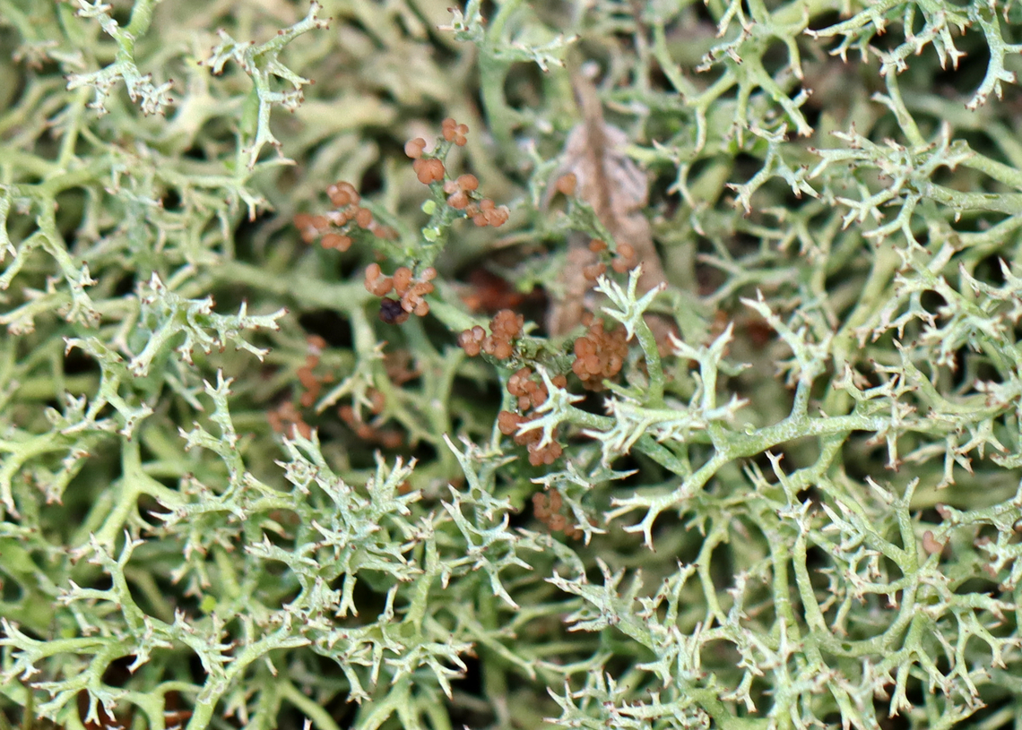 Many-forked Cladonia - Cladonia furcata Habitat: Growing in a mossy, mixed forest along the edge of a pond.<br />
<figure class="photo"><a href="https://www.jungledragon.com/image/136565/many-forked_cladonia_-_cladonia_furcata.html" title="Many-forked Cladonia - Cladonia furcata"><img src="https://s3.amazonaws.com/media.jungledragon.com/images/3232/136565_thumb.jpg?AWSAccessKeyId=05GMT0V3GWVNE7GGM1R2&Expires=1767225610&Signature=YtZ%2BcYmIDPfXBUddg2g9%2BXniH%2FE%3D" width="200" height="152" alt="Many-forked Cladonia - Cladonia furcata Habitat: Growing in a mossy, mixed forest along the edge of a pond.<br />
https://www.jungledragon.com/image/136564/many-forked_cladonia_-_cladonia_furcata.html Cladonia furcata,Geotagged,Many-forked Cladonia,Summer,United States" /></a></figure> Cladonia furcata,Geotagged,Many-forked Cladonia,Summer,United States,cladonia,lichen