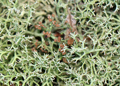 Many-forked Cladonia - Cladonia furcata Habitat: Growing in a mossy, mixed forest along the edge of a pond.
https://www.jungledragon.com/image/136565/many-forked_cladonia_-_cladonia_furcata.html Cladonia furcata,Geotagged,Many-forked Cladonia,Summer,United States,cladonia,lichen