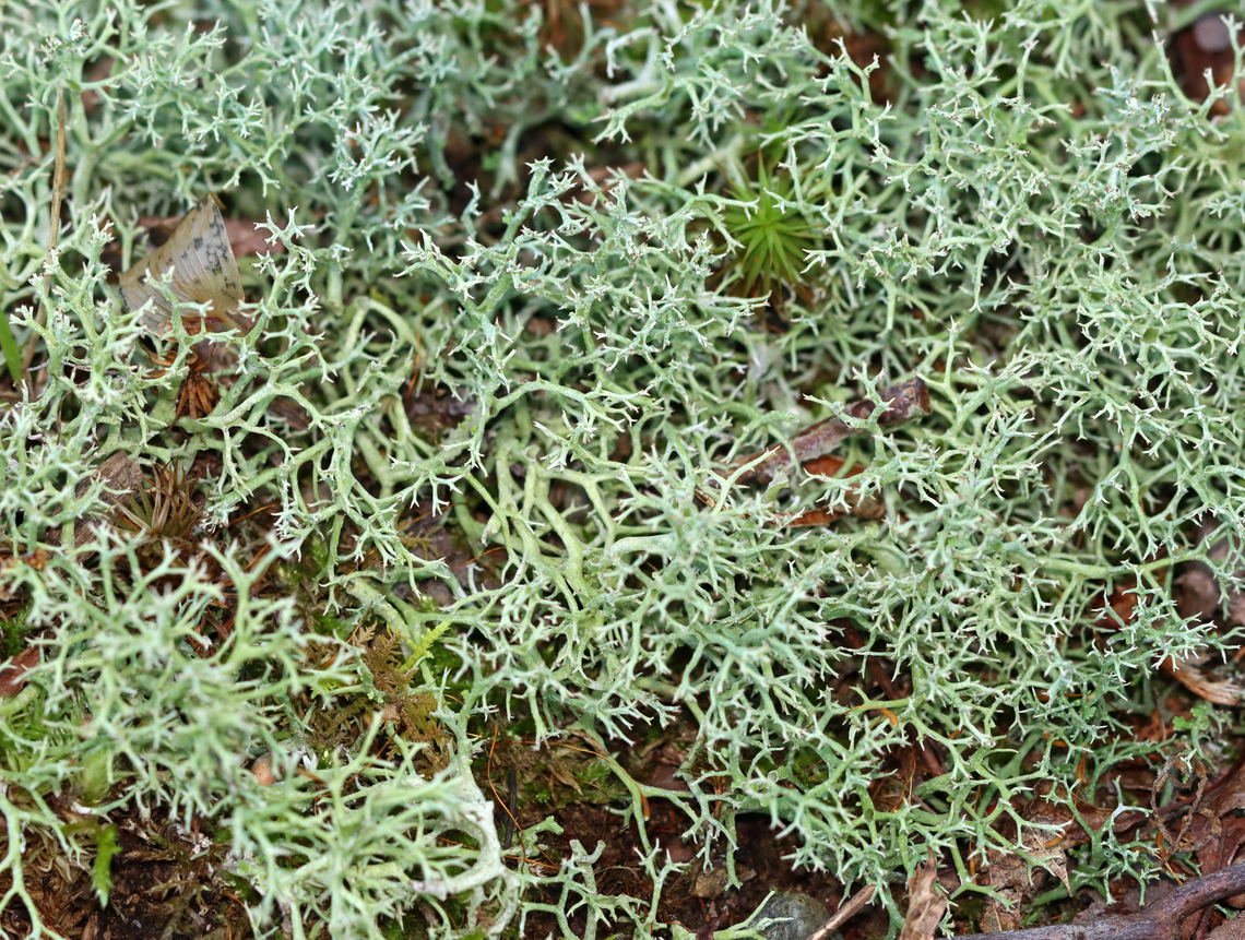 Many-forked Cladonia - Cladonia furcata Habitat: Growing in a mossy, mixed forest along the edge of a pond.<br />
<figure class="photo"><a href="https://www.jungledragon.com/image/136564/many-forked_cladonia_-_cladonia_furcata.html" title="Many-forked Cladonia - Cladonia furcata"><img src="https://s3.amazonaws.com/media.jungledragon.com/images/3232/136564_thumb.jpg?AWSAccessKeyId=05GMT0V3GWVNE7GGM1R2&Expires=1759968010&Signature=78Az8KWUBO42%2FPVlkD9AHRcoPtk%3D" width="200" height="144" alt="Many-forked Cladonia - Cladonia furcata Habitat: Growing in a mossy, mixed forest along the edge of a pond.<br />
https://www.jungledragon.com/image/136565/many-forked_cladonia_-_cladonia_furcata.html Cladonia furcata,Geotagged,Many-forked Cladonia,Summer,United States,cladonia,lichen" /></a></figure> Cladonia furcata,Geotagged,Many-forked Cladonia,Summer,United States