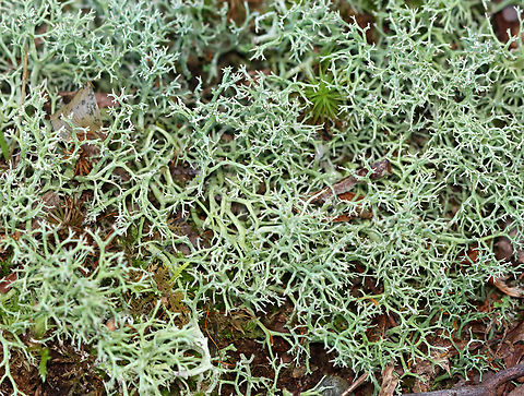 Many-forked Cladonia - Cladonia furcata Habitat: Growing in a mossy, mixed forest along the edge of a pond.
https://www.jungledragon.com/image/136564/many-forked_cladonia_-_cladonia_furcata.html Cladonia furcata,Geotagged,Many-forked Cladonia,Summer,United States