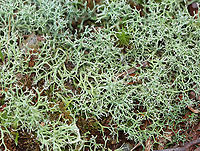 Many-forked Cladonia - Cladonia furcata Habitat: Growing in a mossy, mixed forest along the edge of a pond.<br />
https://www.jungledragon.com/image/136564/many-forked_cladonia_-_cladonia_furcata.html Cladonia furcata,Geotagged,Many-forked Cladonia,Summer,United States