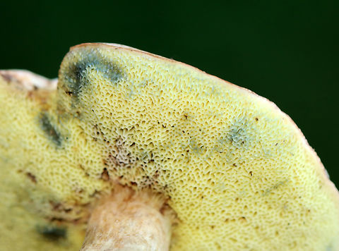 Pale Bolete - Imleria pallida Pale pink cap and yellow pores that bruise blue.

Habitat: Mixed forest
https://www.jungledragon.com/image/136568/pale_bolete_-_imleria_pallida.html Geotagged,Imleria pallida,Imleria pallidus,Summer,United States
