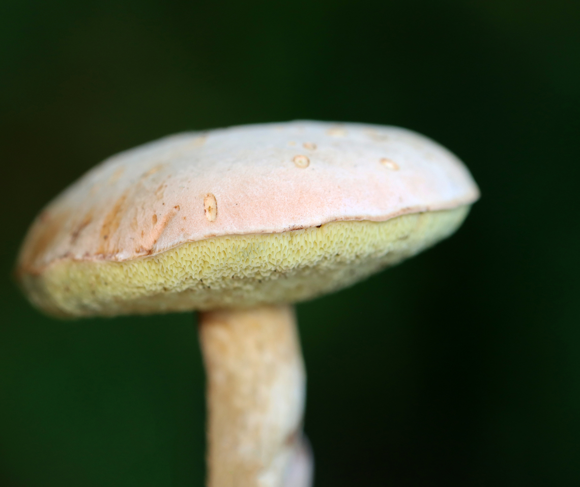 Pale Bolete - Imleria pallida Pale pink cap and yellow pores that bruise blue.<br />
<br />
Habitat: Mixed forest<br />
<figure class="photo"><a href="https://www.jungledragon.com/image/136567/pale_bolete_-_imleria_pallida.html" title="Pale Bolete - Imleria pallida"><img src="https://s3.amazonaws.com/media.jungledragon.com/images/3232/136567_thumb.jpg?AWSAccessKeyId=05GMT0V3GWVNE7GGM1R2&Expires=1767225610&Signature=Gj5kVKP7ZA8F9lHOajYoxz6vvrU%3D" width="200" height="150" alt="Pale Bolete - Imleria pallida Pale pink cap and yellow pores that bruise blue.<br />
<br />
Habitat: Mixed forest<br />
https://www.jungledragon.com/image/136568/pale_bolete_-_imleria_pallida.html Geotagged,Imleria pallida,Imleria pallidus,Summer,United States" /></a></figure> Geotagged,Imleria pallida,Imleria pallidus,Summer,United States,bolete,fungus,imleria,mushroom