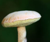 Pale Bolete - Imleria pallida Pale pink cap and yellow pores that bruise blue.<br />
<br />
Habitat: Mixed forest<br />
https://www.jungledragon.com/image/136567/pale_bolete_-_imleria_pallida.html Geotagged,Imleria pallida,Imleria pallidus,Summer,United States,bolete,fungus,imleria,mushroom