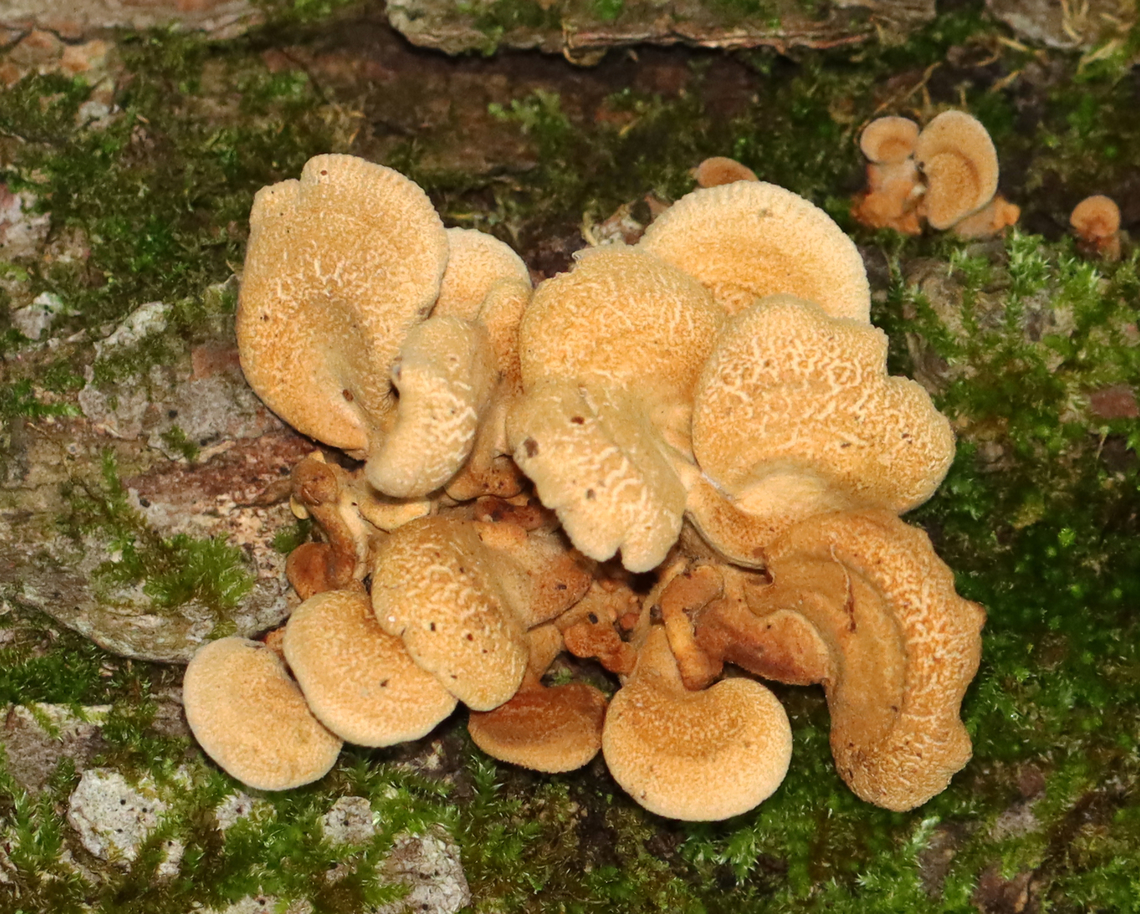 Bitter Oyster - Panellus stipticus Habitat: Rotting log; mixed forest<br />
<figure class="photo"><a href="https://www.jungledragon.com/image/136569/bitter_oyster_-_panellus_stipticus.html" title="Bitter Oyster - Panellus stipticus"><img src="https://s3.amazonaws.com/media.jungledragon.com/images/3232/136569_thumb.jpg?AWSAccessKeyId=05GMT0V3GWVNE7GGM1R2&Expires=1769040010&Signature=modgqTzrVKRdpbl4k0X76KG%2FMRU%3D" width="200" height="162" alt="Bitter Oyster - Panellus stipticus Habitat: Rotting log; mixed forest<br />
https://www.jungledragon.com/image/136569/bitter_oyster_-_panellus_stipticus.html<br />
https://www.jungledragon.com/image/136571/bitter_oyster_-_panellus_stipticus.html<br />
https://www.jungledragon.com/image/136570/bitter_oyster_-_panellus_stipticus.html Bitter oyster,Geotagged,Panellus stipticus,Summer,United States" /></a></figure><br />
<figure class="photo"><a href="https://www.jungledragon.com/image/136571/bitter_oyster_-_panellus_stipticus.html" title="Bitter Oyster - Panellus stipticus"><img src="https://s3.amazonaws.com/media.jungledragon.com/images/3232/136571_thumb.jpg?AWSAccessKeyId=05GMT0V3GWVNE7GGM1R2&Expires=1769040010&Signature=wDo24CcHAtNHg1azdhnfuoTFTy0%3D" width="112" height="152" alt="Bitter Oyster - Panellus stipticus Habitat: Rotting log; mixed forest<br />
https://www.jungledragon.com/image/136569/bitter_oyster_-_panellus_stipticus.html<br />
https://www.jungledragon.com/image/136571/bitter_oyster_-_panellus_stipticus.html<br />
https://www.jungledragon.com/image/136570/bitter_oyster_-_panellus_stipticus.html Bitter oyster,Fungus,Geotagged,Panellus stipticus,Summer,United States,mushroom,panellus" /></a></figure><br />
<figure class="photo"><a href="https://www.jungledragon.com/image/136570/bitter_oyster_-_panellus_stipticus.html" title="Bitter Oyster - Panellus stipticus"><img src="https://s3.amazonaws.com/media.jungledragon.com/images/3232/136570_thumb.jpg?AWSAccessKeyId=05GMT0V3GWVNE7GGM1R2&Expires=1769040010&Signature=LgXWnPfzr5mCODrIkSVFP%2F8hYro%3D" width="120" height="152" alt="Bitter Oyster - Panellus stipticus Habitat: Rotting log; mixed forest<br />
https://www.jungledragon.com/image/136569/bitter_oyster_-_panellus_stipticus.html<br />
https://www.jungledragon.com/image/136571/bitter_oyster_-_panellus_stipticus.html<br />
https://www.jungledragon.com/image/136570/bitter_oyster_-_panellus_stipticus.html Bitter oyster,Geotagged,Panellus stipticus,Summer,United States" /></a></figure> Bitter oyster,Geotagged,Panellus stipticus,Summer,United States