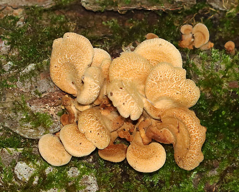 Bitter Oyster - Panellus stipticus Habitat: Rotting log; mixed forest
https://www.jungledragon.com/image/136569/bitter_oyster_-_panellus_stipticus.html
https://www.jungledragon.com/image/136571/bitter_oyster_-_panellus_stipticus.html
https://www.jungledragon.com/image/136570/bitter_oyster_-_panellus_stipticus.html Bitter oyster,Geotagged,Panellus stipticus,Summer,United States