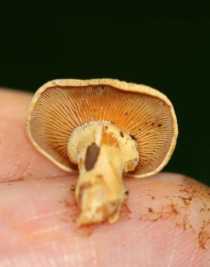 Bitter Oyster - Panellus stipticus Habitat: Rotting log; mixed forest<br />
<figure class="photo"><a href="https://www.jungledragon.com/image/136569/bitter_oyster_-_panellus_stipticus.html" title="Bitter Oyster - Panellus stipticus"><img src="https://s3.amazonaws.com/media.jungledragon.com/images/3232/136569_thumb.jpg?AWSAccessKeyId=05GMT0V3GWVNE7GGM1R2&Expires=1769040010&Signature=modgqTzrVKRdpbl4k0X76KG%2FMRU%3D" width="200" height="162" alt="Bitter Oyster - Panellus stipticus Habitat: Rotting log; mixed forest<br />
https://www.jungledragon.com/image/136569/bitter_oyster_-_panellus_stipticus.html<br />
https://www.jungledragon.com/image/136571/bitter_oyster_-_panellus_stipticus.html<br />
https://www.jungledragon.com/image/136570/bitter_oyster_-_panellus_stipticus.html Bitter oyster,Geotagged,Panellus stipticus,Summer,United States" /></a></figure><br />
<figure class="photo"><a href="https://www.jungledragon.com/image/136571/bitter_oyster_-_panellus_stipticus.html" title="Bitter Oyster - Panellus stipticus"><img src="https://s3.amazonaws.com/media.jungledragon.com/images/3232/136571_thumb.jpg?AWSAccessKeyId=05GMT0V3GWVNE7GGM1R2&Expires=1769040010&Signature=wDo24CcHAtNHg1azdhnfuoTFTy0%3D" width="112" height="152" alt="Bitter Oyster - Panellus stipticus Habitat: Rotting log; mixed forest<br />
https://www.jungledragon.com/image/136569/bitter_oyster_-_panellus_stipticus.html<br />
https://www.jungledragon.com/image/136571/bitter_oyster_-_panellus_stipticus.html<br />
https://www.jungledragon.com/image/136570/bitter_oyster_-_panellus_stipticus.html Bitter oyster,Fungus,Geotagged,Panellus stipticus,Summer,United States,mushroom,panellus" /></a></figure><br />
<figure class="photo"><a href="https://www.jungledragon.com/image/136570/bitter_oyster_-_panellus_stipticus.html" title="Bitter Oyster - Panellus stipticus"><img src="https://s3.amazonaws.com/media.jungledragon.com/images/3232/136570_thumb.jpg?AWSAccessKeyId=05GMT0V3GWVNE7GGM1R2&Expires=1769040010&Signature=LgXWnPfzr5mCODrIkSVFP%2F8hYro%3D" width="120" height="152" alt="Bitter Oyster - Panellus stipticus Habitat: Rotting log; mixed forest<br />
https://www.jungledragon.com/image/136569/bitter_oyster_-_panellus_stipticus.html<br />
https://www.jungledragon.com/image/136571/bitter_oyster_-_panellus_stipticus.html<br />
https://www.jungledragon.com/image/136570/bitter_oyster_-_panellus_stipticus.html Bitter oyster,Geotagged,Panellus stipticus,Summer,United States" /></a></figure> Bitter oyster,Geotagged,Panellus stipticus,Summer,United States