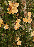 Bitter Oyster - Panellus stipticus Habitat: Rotting log; mixed forest<br />
https://www.jungledragon.com/image/136569/bitter_oyster_-_panellus_stipticus.html<br />
https://www.jungledragon.com/image/136571/bitter_oyster_-_panellus_stipticus.html<br />
https://www.jungledragon.com/image/136570/bitter_oyster_-_panellus_stipticus.html Bitter oyster,Fungus,Geotagged,Panellus stipticus,Summer,United States,mushroom,panellus