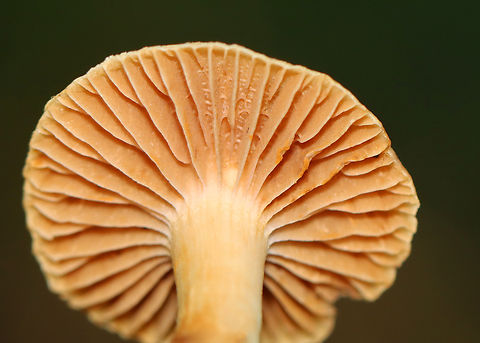 Mushroom - Cortinarius subgenus Telamonia Growing in wood chips; mixed forest
https://www.jungledragon.com/image/136591/mushroom_-_agaricales_maybe_cortinarius_sp.html Cortinarius subgenus Telamonia,Geotagged,Summer,United States