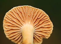 Mushroom - Cortinarius subgenus Telamonia Growing in wood chips; mixed forest<br />
https://www.jungledragon.com/image/136591/mushroom_-_agaricales_maybe_cortinarius_sp.html Cortinarius subgenus Telamonia,Geotagged,Summer,United States