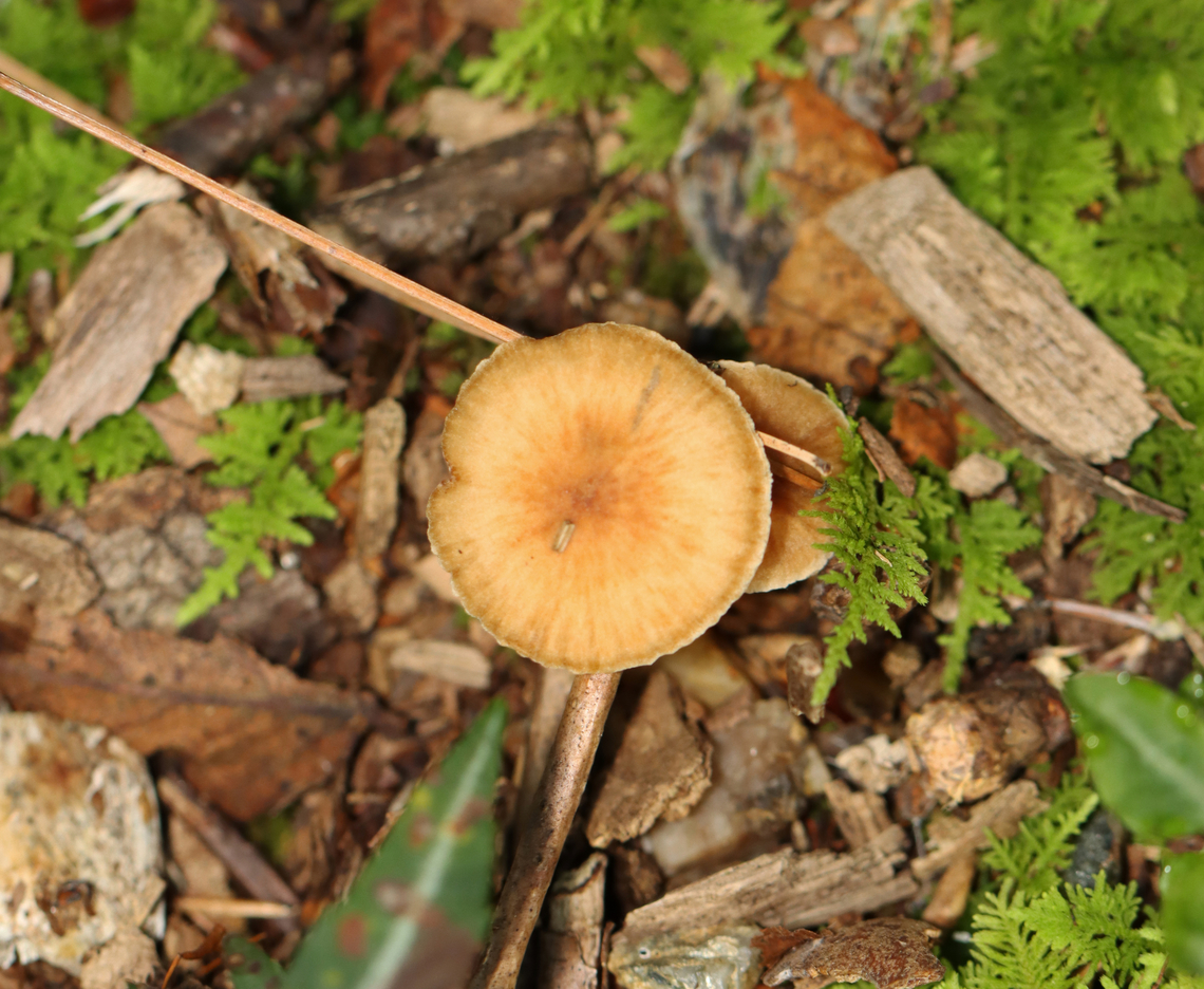 Mushroom - Cortinarius subgenus Telamonia Growing in wood chips; mixed forest<br />
<figure class="photo"><a href="https://www.jungledragon.com/image/136590/mushroom_-_cortinarius_subgenus_telamonia.html" title="Mushroom - Cortinarius subgenus Telamonia"><img src="https://s3.amazonaws.com/media.jungledragon.com/images/3232/136590_thumb.jpg?AWSAccessKeyId=05GMT0V3GWVNE7GGM1R2&Expires=1769040010&Signature=f1WkhUE%2F%2BSAPbbB2oqBqKMoHFlo%3D" width="200" height="144" alt="Mushroom - Cortinarius subgenus Telamonia Growing in wood chips; mixed forest<br />
https://www.jungledragon.com/image/136591/mushroom_-_agaricales_maybe_cortinarius_sp.html Cortinarius subgenus Telamonia,Geotagged,Summer,United States" /></a></figure> Cortinarius,Cortinarius subgenus Telamonia,Geotagged,Summer,United States,agaricaceae,agaricales,fungus,mushroom