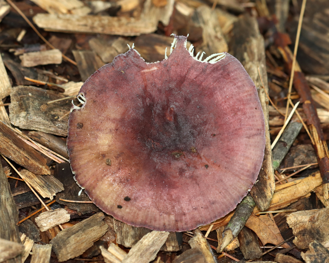 Purple-bloom Russula - Russula mariae Habitat: Growing in wood chips<br />
<figure class="photo"><a href="https://www.jungledragon.com/image/136592/purple-bloom_russula_-_russula_mariae.html" title="Purple-bloom Russula - Russula mariae"><img src="https://s3.amazonaws.com/media.jungledragon.com/images/3232/136592_thumb.jpg?AWSAccessKeyId=05GMT0V3GWVNE7GGM1R2&Expires=1759968010&Signature=62QfhP6BqXtNxRcv04gLPPmytn0%3D" width="200" height="160" alt="Purple-bloom Russula - Russula mariae Habitat: Growing in wood chips<br />
https://www.jungledragon.com/image/136592/purple-bloom_russula_-_russula_mariae.html<br />
https://www.jungledragon.com/image/136594/purple-bloom_russula_-_russula_mariae.html<br />
https://www.jungledragon.com/image/136593/purple-bloom_russula_-_russula_mariae.html Geotagged,Purple-bloom Russula,Russula mariae,Summer,United States" /></a></figure><br />
<figure class="photo"><a href="https://www.jungledragon.com/image/136594/purple-bloom_russula_-_russula_mariae.html" title="Purple-bloom Russula - Russula mariae"><img src="https://s3.amazonaws.com/media.jungledragon.com/images/3232/136594_thumb.jpg?AWSAccessKeyId=05GMT0V3GWVNE7GGM1R2&Expires=1759968010&Signature=Cl7F4D6NdOM0%2FqVgfd4ZIbr%2FuPg%3D" width="200" height="180" alt="Purple-bloom Russula - Russula mariae Habitat: Growing in wood chips<br />
https://www.jungledragon.com/image/136592/purple-bloom_russula_-_russula_mariae.html<br />
https://www.jungledragon.com/image/136594/purple-bloom_russula_-_russula_mariae.html<br />
https://www.jungledragon.com/image/136593/purple-bloom_russula_-_russula_mariae.html Geotagged,Purple-bloom Russula,Russula,Russula mariae,Summer,United States,fungus,mushroom" /></a></figure><br />
<figure class="photo"><a href="https://www.jungledragon.com/image/136593/purple-bloom_russula_-_russula_mariae.html" title="Purple-bloom Russula - Russula mariae"><img src="https://s3.amazonaws.com/media.jungledragon.com/images/3232/136593_thumb.jpg?AWSAccessKeyId=05GMT0V3GWVNE7GGM1R2&Expires=1759968010&Signature=aqPM3yMjmuMtiUBylDqNEtjPkTw%3D" width="200" height="136" alt="Purple-bloom Russula - Russula mariae Habitat: Growing in wood chips<br />
https://www.jungledragon.com/image/136592/purple-bloom_russula_-_russula_mariae.html<br />
https://www.jungledragon.com/image/136594/purple-bloom_russula_-_russula_mariae.html<br />
https://www.jungledragon.com/image/136593/purple-bloom_russula_-_russula_mariae.html Geotagged,Purple-bloom Russula,Russula mariae,Summer,United States" /></a></figure> Geotagged,Purple-bloom Russula,Russula mariae,Summer,United States