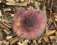 Purple-bloom Russula - Russula mariae Habitat: Growing in wood chips<br />
https://www.jungledragon.com/image/136592/purple-bloom_russula_-_russula_mariae.html<br />
https://www.jungledragon.com/image/136594/purple-bloom_russula_-_russula_mariae.html<br />
https://www.jungledragon.com/image/136593/purple-bloom_russula_-_russula_mariae.html Geotagged,Purple-bloom Russula,Russula mariae,Summer,United States