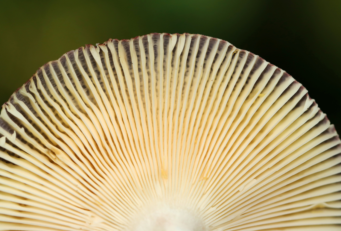 Purple-bloom Russula - Russula mariae Habitat: Growing in wood chips<br />
<figure class="photo"><a href="https://www.jungledragon.com/image/136592/purple-bloom_russula_-_russula_mariae.html" title="Purple-bloom Russula - Russula mariae"><img src="https://s3.amazonaws.com/media.jungledragon.com/images/3232/136592_thumb.jpg?AWSAccessKeyId=05GMT0V3GWVNE7GGM1R2&Expires=1769040010&Signature=B1SV7m1koVaaQwSdv2fx7FPyXVY%3D" width="200" height="160" alt="Purple-bloom Russula - Russula mariae Habitat: Growing in wood chips<br />
https://www.jungledragon.com/image/136592/purple-bloom_russula_-_russula_mariae.html<br />
https://www.jungledragon.com/image/136594/purple-bloom_russula_-_russula_mariae.html<br />
https://www.jungledragon.com/image/136593/purple-bloom_russula_-_russula_mariae.html Geotagged,Purple-bloom Russula,Russula mariae,Summer,United States" /></a></figure><br />
<figure class="photo"><a href="https://www.jungledragon.com/image/136594/purple-bloom_russula_-_russula_mariae.html" title="Purple-bloom Russula - Russula mariae"><img src="https://s3.amazonaws.com/media.jungledragon.com/images/3232/136594_thumb.jpg?AWSAccessKeyId=05GMT0V3GWVNE7GGM1R2&Expires=1769040010&Signature=OnQlhIXwJ87MKm8VvJX04r5NEUU%3D" width="200" height="180" alt="Purple-bloom Russula - Russula mariae Habitat: Growing in wood chips<br />
https://www.jungledragon.com/image/136592/purple-bloom_russula_-_russula_mariae.html<br />
https://www.jungledragon.com/image/136594/purple-bloom_russula_-_russula_mariae.html<br />
https://www.jungledragon.com/image/136593/purple-bloom_russula_-_russula_mariae.html Geotagged,Purple-bloom Russula,Russula,Russula mariae,Summer,United States,fungus,mushroom" /></a></figure><br />
<figure class="photo"><a href="https://www.jungledragon.com/image/136593/purple-bloom_russula_-_russula_mariae.html" title="Purple-bloom Russula - Russula mariae"><img src="https://s3.amazonaws.com/media.jungledragon.com/images/3232/136593_thumb.jpg?AWSAccessKeyId=05GMT0V3GWVNE7GGM1R2&Expires=1769040010&Signature=p2yR9pzrgPJCFRoyyovUtTG9Sek%3D" width="200" height="136" alt="Purple-bloom Russula - Russula mariae Habitat: Growing in wood chips<br />
https://www.jungledragon.com/image/136592/purple-bloom_russula_-_russula_mariae.html<br />
https://www.jungledragon.com/image/136594/purple-bloom_russula_-_russula_mariae.html<br />
https://www.jungledragon.com/image/136593/purple-bloom_russula_-_russula_mariae.html Geotagged,Purple-bloom Russula,Russula mariae,Summer,United States" /></a></figure> Geotagged,Purple-bloom Russula,Russula mariae,Summer,United States