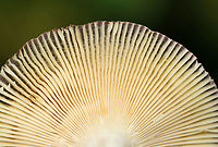 Purple-bloom Russula - Russula mariae Habitat: Growing in wood chips<br />
https://www.jungledragon.com/image/136592/purple-bloom_russula_-_russula_mariae.html<br />
https://www.jungledragon.com/image/136594/purple-bloom_russula_-_russula_mariae.html<br />
https://www.jungledragon.com/image/136593/purple-bloom_russula_-_russula_mariae.html Geotagged,Purple-bloom Russula,Russula mariae,Summer,United States