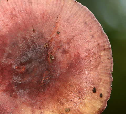 Purple-bloom Russula - Russula mariae Habitat: Growing in wood chips
https://www.jungledragon.com/image/136592/purple-bloom_russula_-_russula_mariae.html
https://www.jungledragon.com/image/136594/purple-bloom_russula_-_russula_mariae.html
https://www.jungledragon.com/image/136593/purple-bloom_russula_-_russula_mariae.html Geotagged,Purple-bloom Russula,Russula,Russula mariae,Summer,United States,fungus,mushroom