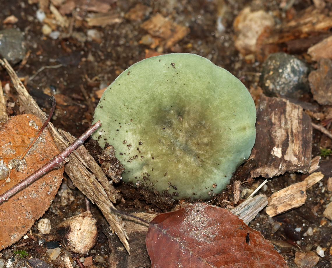 Variable Russula - Russula variata Habitat: Mixed forest Geotagged,Russula,Russula variata,Summer,United States,fungus,mushroom