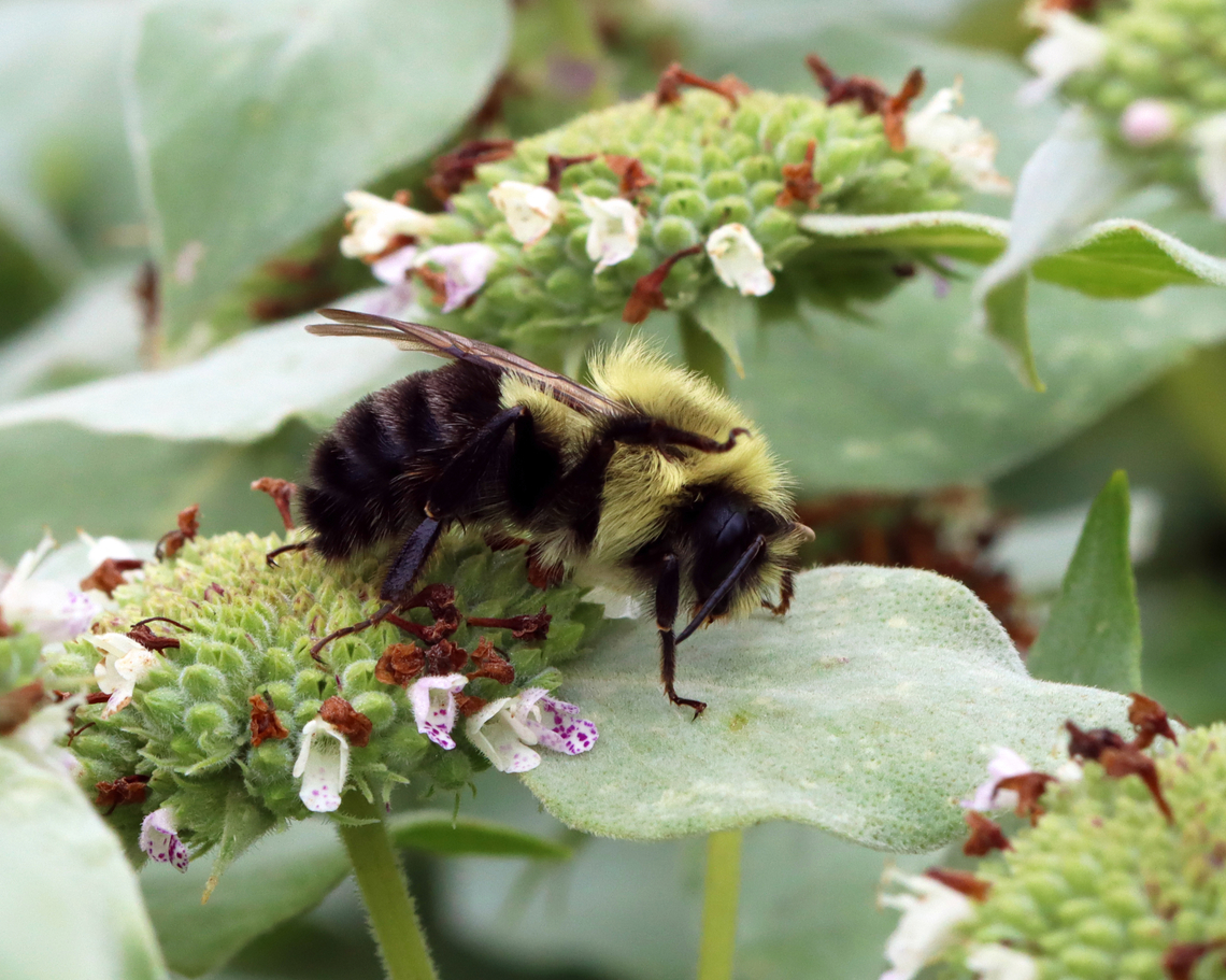 Common Eastern Bumble Bee - Bombus impatiens Habitat: Garden Bombus,Bombus impatiens,Common eastern bumble bee,Geotagged,Summer,United States,bee,bumble bee