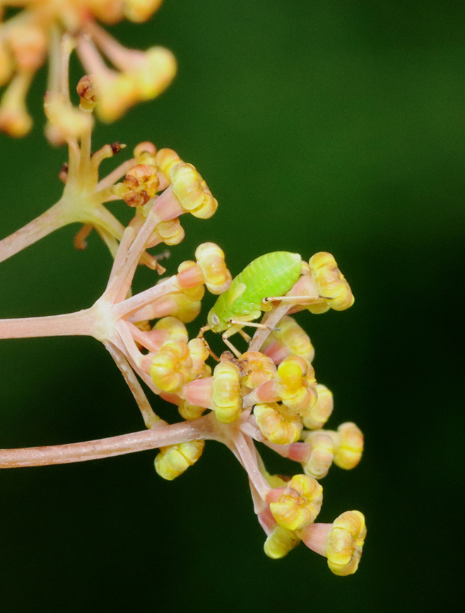 Tarnished Plant Bug Nymph - Lygus lineolaris Habitat: Garden Geotagged,Lygus,Lygus lineolaris,Miridae,Summer,Tarnished plant bug,United States,bug,nymph,plant bug