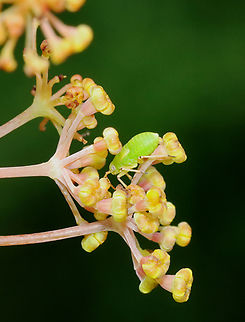 Tarnished Plant Bug Nymph - Lygus lineolaris Habitat: Garden Geotagged,Lygus,Lygus lineolaris,Miridae,Summer,Tarnished plant bug,United States,bug,nymph,plant bug
