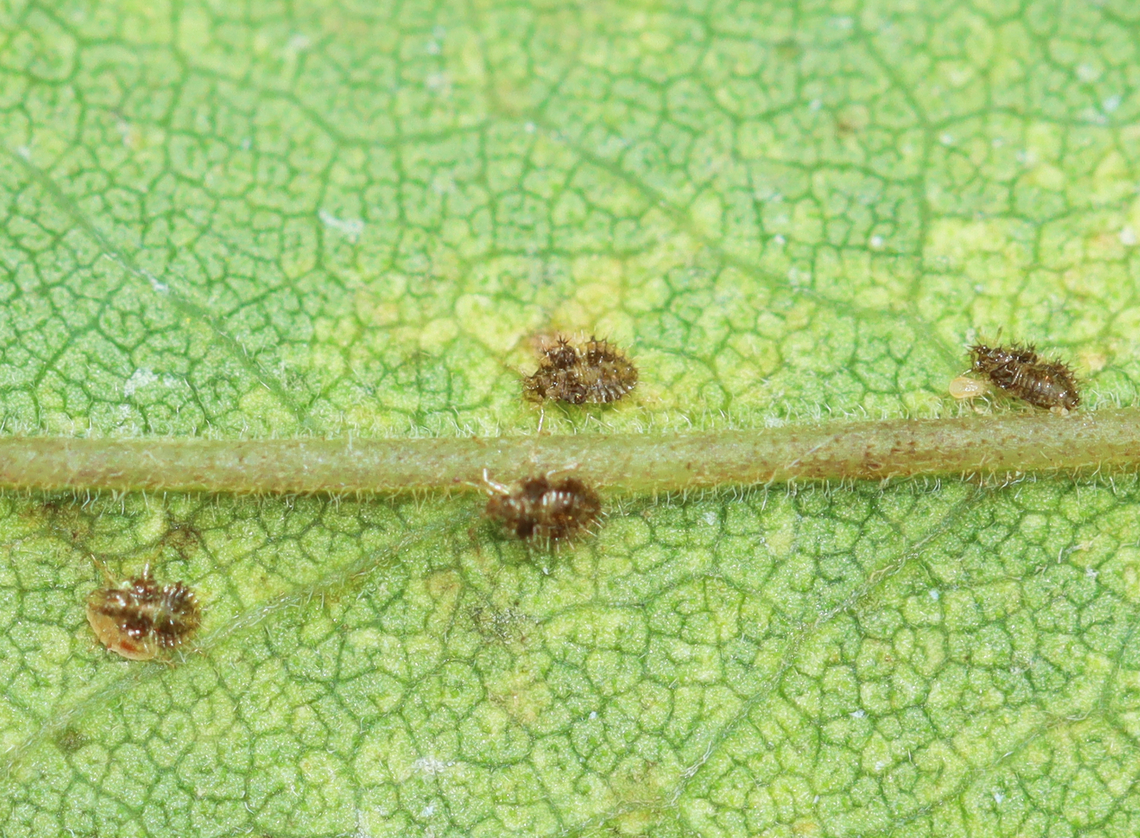 Chrysanthemum Lace Bug Nymphs - Corythucha marmorata Habitat: Garden<br />
<figure class="photo"><a href="https://www.jungledragon.com/image/136634/chrysanthemum_lace_bug_nymphs_-_corythucha_marmorata.html" title="Chrysanthemum Lace Bug Nymphs - Corythucha marmorata"><img src="https://s3.amazonaws.com/media.jungledragon.com/images/3232/136634_thumb.jpg?AWSAccessKeyId=05GMT0V3GWVNE7GGM1R2&Expires=1759968010&Signature=LyLc5%2BioVzrPVBpk1wD7qTs0TAU%3D" width="200" height="134" alt="Chrysanthemum Lace Bug Nymphs - Corythucha marmorata Habitat: Garden<br />
https://www.jungledragon.com/image/136633/chrysanthemum_lace_bug_nymphs_-_corythucha_marmorata.html Chrysanthemum Lace Bug,Corythucha marmorata,Geotagged,Summer,United States" /></a></figure> Chrysanthemum Lace Bug,Corythucha marmorata,Geotagged,Summer,United States,lace bug,lace bug nymph,nymph