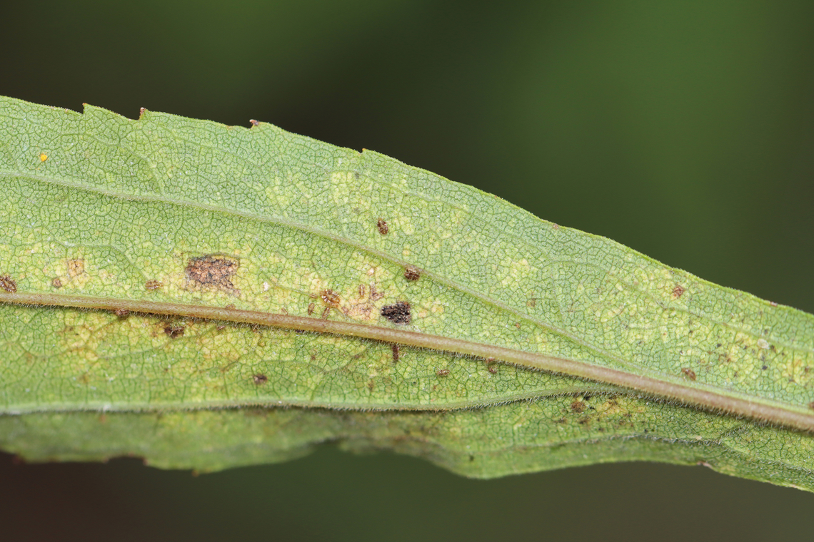 Chrysanthemum Lace Bug Nymphs - Corythucha marmorata Habitat: Garden<br />
<figure class="photo"><a href="https://www.jungledragon.com/image/136633/chrysanthemum_lace_bug_nymphs_-_corythucha_marmorata.html" title="Chrysanthemum Lace Bug Nymphs - Corythucha marmorata"><img src="https://s3.amazonaws.com/media.jungledragon.com/images/3232/136633_thumb.jpg?AWSAccessKeyId=05GMT0V3GWVNE7GGM1R2&Expires=1759968010&Signature=r9UvkWGFq6tKimst%2BdzGiWiJBQ4%3D" width="200" height="148" alt="Chrysanthemum Lace Bug Nymphs - Corythucha marmorata Habitat: Garden<br />
https://www.jungledragon.com/image/136634/chrysanthemum_lace_bug_nymphs_-_corythucha_marmorata.html Chrysanthemum Lace Bug,Corythucha marmorata,Geotagged,Summer,United States,lace bug,lace bug nymph,nymph" /></a></figure> Chrysanthemum Lace Bug,Corythucha marmorata,Geotagged,Summer,United States