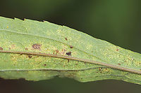 Chrysanthemum Lace Bug Nymphs - Corythucha marmorata Habitat: Garden<br />
https://www.jungledragon.com/image/136633/chrysanthemum_lace_bug_nymphs_-_corythucha_marmorata.html Chrysanthemum Lace Bug,Corythucha marmorata,Geotagged,Summer,United States