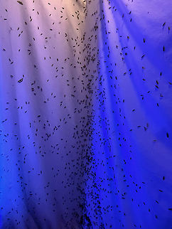 Caddisflies - Trichoptera, Hydropsychinae For the past couple weeks, I have been getting hundreds of caddisflies at my moth light every night. Hardly any moths, though. My light set-up includes an incandescent bulb and 2 LEDs -- a 365nm and a 395nm.

Video: https://vimeo.com/721960716

Habitat: Semi-rural area near a river
https://www.jungledragon.com/image/136768/caddisflies_-_trichoptera.html
https://www.jungledragon.com/image/136770/caddisflies_-_trichoptera.html
https://www.jungledragon.com/image/136769/caddisflies_-_trichoptera.html Geotagged,Hydropsychinae,Spring,Trichoptera,United States,caddisflies