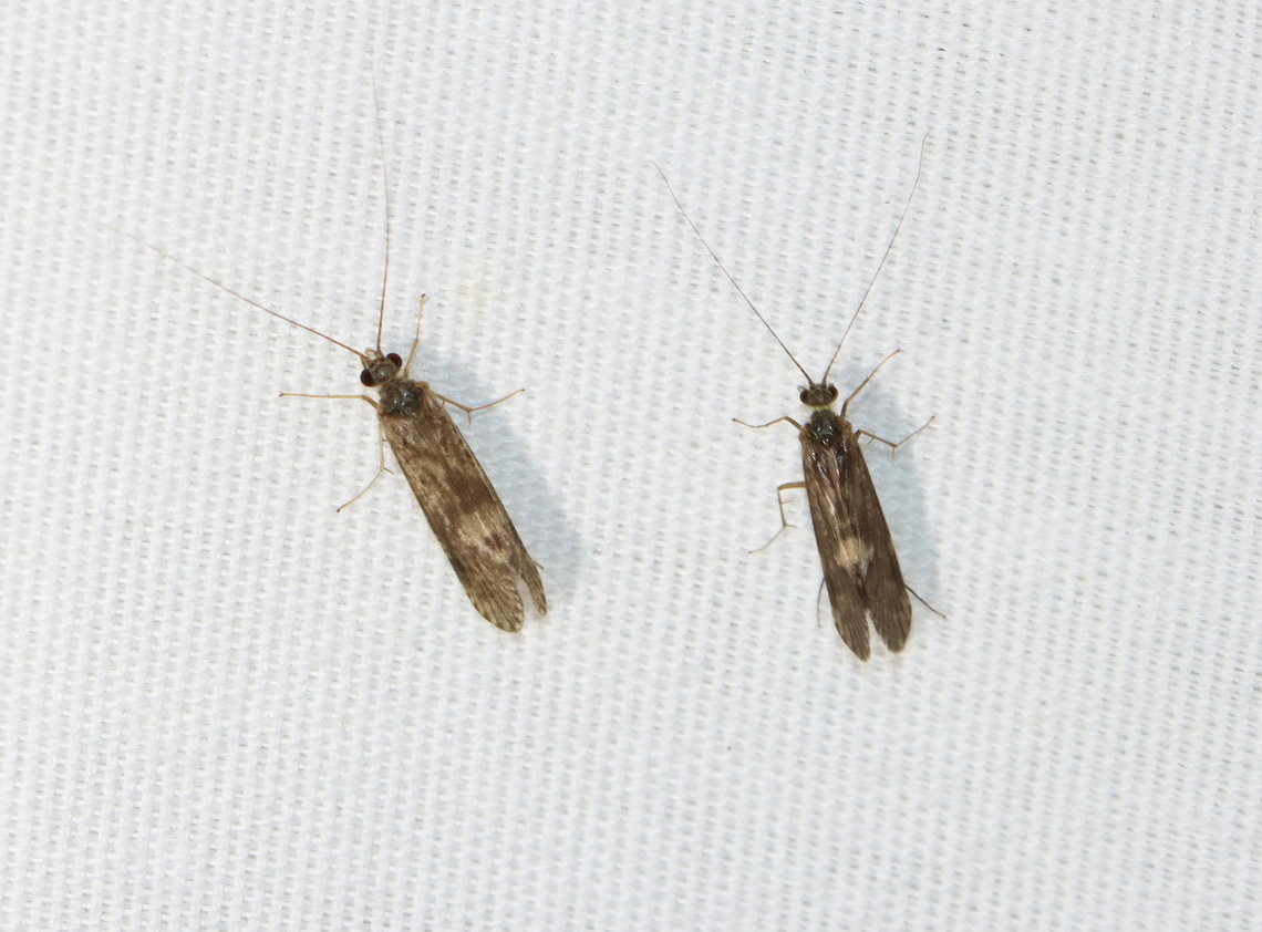 Caddisflies - Trichoptera, Hydropsychinae For the past couple weeks, I have been getting hundreds of caddisflies at my moth light every night. Hardly any moths, though. My light set-up includes an incandescent bulb and 2 LEDs -- a 365nm and a 395nm.<br />
<br />
Video: <section class="video"><iframe width="448" height="252" src="https://player.vimeo.com/video/721960716?title=0&byline=0&portrait=0" frameborder="0"></iframe></section><br />
<br />
Habitat: Semi-rural area near a river<br />
<figure class="photo"><a href="https://www.jungledragon.com/image/136768/caddisflies_-_trichoptera_hydropsychinae.html" title="Caddisflies - Trichoptera, Hydropsychinae"><img src="https://s3.amazonaws.com/media.jungledragon.com/images/3232/136768_thumb.jpg?AWSAccessKeyId=05GMT0V3GWVNE7GGM1R2&Expires=1759968010&Signature=JPIks0ahuXEqE1bNhedvCQZTmUA%3D" width="114" height="152" alt="Caddisflies - Trichoptera, Hydropsychinae For the past couple weeks, I have been getting hundreds of caddisflies at my moth light every night. Hardly any moths, though. My light set-up includes an incandescent bulb and 2 LEDs -- a 365nm and a 395nm.<br />
<br />
Video: https://vimeo.com/721960716<br />
<br />
Habitat: Semi-rural area near a river<br />
https://www.jungledragon.com/image/136768/caddisflies_-_trichoptera.html<br />
https://www.jungledragon.com/image/136770/caddisflies_-_trichoptera.html<br />
https://www.jungledragon.com/image/136769/caddisflies_-_trichoptera.html Geotagged,Hydropsychinae,Spring,Trichoptera,United States,caddisflies" /></a></figure><br />
<figure class="photo"><a href="https://www.jungledragon.com/image/136770/caddisflies_-_trichoptera_hydropsychinae.html" title="Caddisflies - Trichoptera, Hydropsychinae"><img src="https://s3.amazonaws.com/media.jungledragon.com/images/3232/136770_thumb.jpg?AWSAccessKeyId=05GMT0V3GWVNE7GGM1R2&Expires=1759968010&Signature=29P9RtZxayM655xoIXxBMHuf8Xk%3D" width="102" height="152" alt="Caddisflies - Trichoptera, Hydropsychinae For the past couple weeks, I have been getting hundreds of caddisflies at my moth light every night. Hardly any moths, though. My light set-up includes an incandescent bulb and 2 LEDs -- a 365nm and a 395nm.<br />
<br />
Video: https://vimeo.com/721960716<br />
<br />
Habitat: Semi-rural area near a river<br />
https://www.jungledragon.com/image/136768/caddisflies_-_trichoptera.html<br />
https://www.jungledragon.com/image/136770/caddisflies_-_trichoptera.html<br />
https://www.jungledragon.com/image/136769/caddisflies_-_trichoptera.html Geotagged,Spring,United States" /></a></figure><br />
<figure class="photo"><a href="https://www.jungledragon.com/image/136769/caddisflies_-_trichoptera_hydropsychinae.html" title="Caddisflies - Trichoptera, Hydropsychinae"><img src="https://s3.amazonaws.com/media.jungledragon.com/images/3232/136769_thumb.jpg?AWSAccessKeyId=05GMT0V3GWVNE7GGM1R2&Expires=1759968010&Signature=zxZlipLtNmx%2F7g7UA4NFBsjRp%2BU%3D" width="200" height="148" alt="Caddisflies - Trichoptera, Hydropsychinae For the past couple weeks, I have been getting hundreds of caddisflies at my moth light every night. Hardly any moths, though. My light set-up includes an incandescent bulb and 2 LEDs -- a 365nm and a 395nm.<br />
<br />
Video: https://vimeo.com/721960716<br />
<br />
Habitat: Semi-rural area near a river<br />
https://www.jungledragon.com/image/136768/caddisflies_-_trichoptera.html<br />
https://www.jungledragon.com/image/136770/caddisflies_-_trichoptera.html<br />
https://www.jungledragon.com/image/136769/caddisflies_-_trichoptera.html Geotagged,Spring,United States" /></a></figure> Geotagged,Spring,United States
