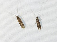 Caddisflies - Trichoptera, Hydropsychinae For the past couple weeks, I have been getting hundreds of caddisflies at my moth light every night. Hardly any moths, though. My light set-up includes an incandescent bulb and 2 LEDs -- a 365nm and a 395nm.<br />
<br />
Video: https://vimeo.com/721960716<br />
<br />
Habitat: Semi-rural area near a river<br />
https://www.jungledragon.com/image/136768/caddisflies_-_trichoptera.html<br />
https://www.jungledragon.com/image/136770/caddisflies_-_trichoptera.html<br />
https://www.jungledragon.com/image/136769/caddisflies_-_trichoptera.html Geotagged,Spring,United States
