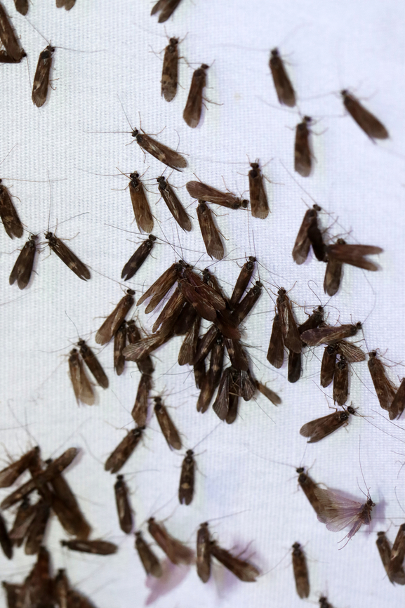 Caddisflies - Trichoptera, Hydropsychinae For the past couple weeks, I have been getting hundreds of caddisflies at my moth light every night. Hardly any moths, though. My light set-up includes an incandescent bulb and 2 LEDs -- a 365nm and a 395nm.<br />
<br />
Video: <section class="video"><iframe width="448" height="252" src="https://player.vimeo.com/video/721960716?title=0&byline=0&portrait=0" frameborder="0"></iframe></section><br />
<br />
Habitat: Semi-rural area near a river<br />
<figure class="photo"><a href="https://www.jungledragon.com/image/136768/caddisflies_-_trichoptera_hydropsychinae.html" title="Caddisflies - Trichoptera, Hydropsychinae"><img src="https://s3.amazonaws.com/media.jungledragon.com/images/3232/136768_thumb.jpg?AWSAccessKeyId=05GMT0V3GWVNE7GGM1R2&Expires=1770854410&Signature=87%2BwN50pG0xjxqWOKzQsGTiQ8yo%3D" width="114" height="152" alt="Caddisflies - Trichoptera, Hydropsychinae For the past couple weeks, I have been getting hundreds of caddisflies at my moth light every night. Hardly any moths, though. My light set-up includes an incandescent bulb and 2 LEDs -- a 365nm and a 395nm.<br />
<br />
Video: https://vimeo.com/721960716<br />
<br />
Habitat: Semi-rural area near a river<br />
https://www.jungledragon.com/image/136768/caddisflies_-_trichoptera.html<br />
https://www.jungledragon.com/image/136770/caddisflies_-_trichoptera.html<br />
https://www.jungledragon.com/image/136769/caddisflies_-_trichoptera.html Geotagged,Hydropsychinae,Spring,Trichoptera,United States,caddisflies" /></a></figure><br />
<figure class="photo"><a href="https://www.jungledragon.com/image/136770/caddisflies_-_trichoptera_hydropsychinae.html" title="Caddisflies - Trichoptera, Hydropsychinae"><img src="https://s3.amazonaws.com/media.jungledragon.com/images/3232/136770_thumb.jpg?AWSAccessKeyId=05GMT0V3GWVNE7GGM1R2&Expires=1770854410&Signature=tE%2BHMBsK0qN8ianhhxzARyDsxs4%3D" width="102" height="152" alt="Caddisflies - Trichoptera, Hydropsychinae For the past couple weeks, I have been getting hundreds of caddisflies at my moth light every night. Hardly any moths, though. My light set-up includes an incandescent bulb and 2 LEDs -- a 365nm and a 395nm.<br />
<br />
Video: https://vimeo.com/721960716<br />
<br />
Habitat: Semi-rural area near a river<br />
https://www.jungledragon.com/image/136768/caddisflies_-_trichoptera.html<br />
https://www.jungledragon.com/image/136770/caddisflies_-_trichoptera.html<br />
https://www.jungledragon.com/image/136769/caddisflies_-_trichoptera.html Geotagged,Spring,United States" /></a></figure><br />
<figure class="photo"><a href="https://www.jungledragon.com/image/136769/caddisflies_-_trichoptera_hydropsychinae.html" title="Caddisflies - Trichoptera, Hydropsychinae"><img src="https://s3.amazonaws.com/media.jungledragon.com/images/3232/136769_thumb.jpg?AWSAccessKeyId=05GMT0V3GWVNE7GGM1R2&Expires=1770854410&Signature=j17fzVxhVWQu%2FSzpGVcyDrSBTrI%3D" width="200" height="148" alt="Caddisflies - Trichoptera, Hydropsychinae For the past couple weeks, I have been getting hundreds of caddisflies at my moth light every night. Hardly any moths, though. My light set-up includes an incandescent bulb and 2 LEDs -- a 365nm and a 395nm.<br />
<br />
Video: https://vimeo.com/721960716<br />
<br />
Habitat: Semi-rural area near a river<br />
https://www.jungledragon.com/image/136768/caddisflies_-_trichoptera.html<br />
https://www.jungledragon.com/image/136770/caddisflies_-_trichoptera.html<br />
https://www.jungledragon.com/image/136769/caddisflies_-_trichoptera.html Geotagged,Spring,United States" /></a></figure> Geotagged,Spring,United States