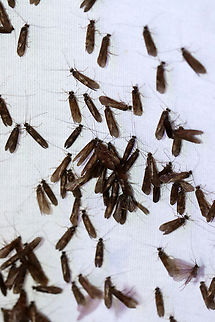 Caddisflies - Trichoptera, Hydropsychinae For the past couple weeks, I have been getting hundreds of caddisflies at my moth light every night. Hardly any moths, though. My light set-up includes an incandescent bulb and 2 LEDs -- a 365nm and a 395nm.

Video: https://vimeo.com/721960716

Habitat: Semi-rural area near a river
https://www.jungledragon.com/image/136768/caddisflies_-_trichoptera.html
https://www.jungledragon.com/image/136770/caddisflies_-_trichoptera.html
https://www.jungledragon.com/image/136769/caddisflies_-_trichoptera.html Geotagged,Spring,United States