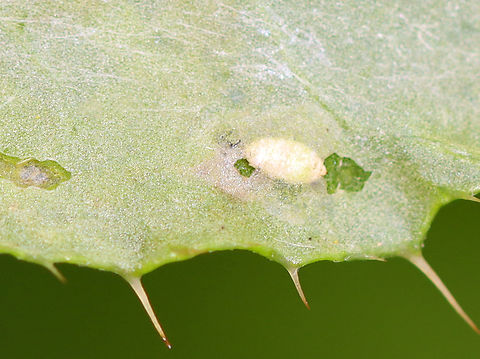 Leafminer - Phytomyza spinaciae Host: thistle?
https://www.jungledragon.com/image/136828/leafminer_-_phytomyza_spinaciae.html
https://www.jungledragon.com/image/136830/leafminer_-_phytomyza_spinaciae.html
https://www.jungledragon.com/image/136829/leafminer_-_phytomyza_spinaciae.html Geotagged,Phytomyza spinaciae,Summer,United States