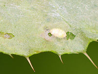 Leafminer - Phytomyza spinaciae Host: thistle?<br />
https://www.jungledragon.com/image/136828/leafminer_-_phytomyza_spinaciae.html<br />
https://www.jungledragon.com/image/136830/leafminer_-_phytomyza_spinaciae.html<br />
https://www.jungledragon.com/image/136829/leafminer_-_phytomyza_spinaciae.html Geotagged,Phytomyza spinaciae,Summer,United States