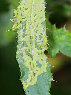 Leafminer - Phytomyza spinaciae Host: thistle?
https://www.jungledragon.com/image/136828/leafminer_-_phytomyza_spinaciae.html
https://www.jungledragon.com/image/136830/leafminer_-_phytomyza_spinaciae.html
https://www.jungledragon.com/image/136829/leafminer_-_phytomyza_spinaciae.html Agromyzidae,Geotagged,Phytomyza,Phytomyza spinaciae,Summer,United States,fly,leaf mine,leafminer