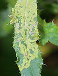 Leafminer - Phytomyza spinaciae Host: thistle?<br />
https://www.jungledragon.com/image/136828/leafminer_-_phytomyza_spinaciae.html<br />
https://www.jungledragon.com/image/136830/leafminer_-_phytomyza_spinaciae.html<br />
https://www.jungledragon.com/image/136829/leafminer_-_phytomyza_spinaciae.html Agromyzidae,Geotagged,Phytomyza,Phytomyza spinaciae,Summer,United States,fly,leaf mine,leafminer