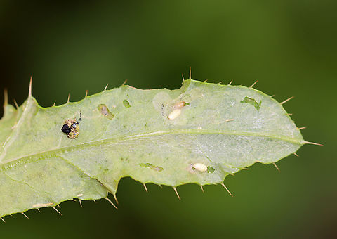 Leafminer - Phytomyza spinaciae Host: thistle?
https://www.jungledragon.com/image/136828/leafminer_-_phytomyza_spinaciae.html
https://www.jungledragon.com/image/136830/leafminer_-_phytomyza_spinaciae.html
https://www.jungledragon.com/image/136829/leafminer_-_phytomyza_spinaciae.html Geotagged,Phytomyza spinaciae,Summer,United States