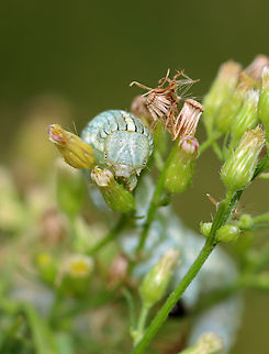 Cucullia florea Habitat: Garden
https://www.jungledragon.com/image/136878/asteroid_-_cucullia_asteroides.html
https://www.jungledragon.com/image/136880/asteroid_-_cucullia_asteroides.html
https://www.jungledragon.com/image/136879/asteroid_-_cucullia_asteroides.html Cucullia asteroides,Cucullia florea,Geotagged,Goldenrod hooded owlet,Gray hooded owlet,Summer,United States