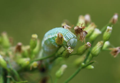 Cucullia florea Habitat: Garden
https://www.jungledragon.com/image/136878/asteroid_-_cucullia_asteroides.html
https://www.jungledragon.com/image/136880/asteroid_-_cucullia_asteroides.html
https://www.jungledragon.com/image/136879/asteroid_-_cucullia_asteroides.html Cucullia,Cucullia asteroides,Cucullia florea,Geotagged,Goldenrod hooded owlet,Gray hooded owlet,Noctuidae,Summer,United States,asteroid,caterpillar,larva