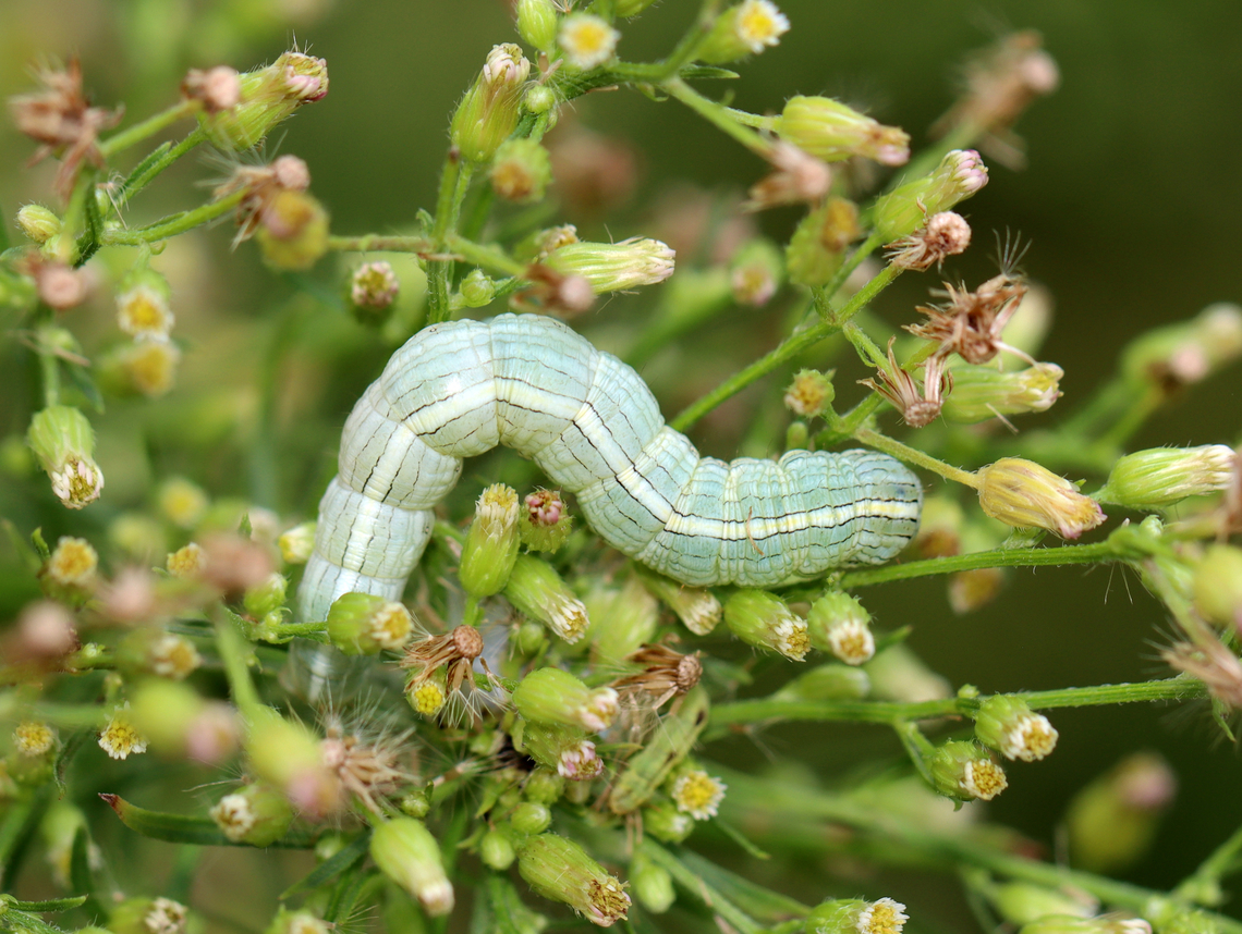 Cucullia florea Habitat: Garden<br />
<figure class="photo"><a href="https://www.jungledragon.com/image/136878/cucullia_florea.html" title="Cucullia florea"><img src="https://s3.amazonaws.com/media.jungledragon.com/images/3232/136878_thumb.jpg?AWSAccessKeyId=05GMT0V3GWVNE7GGM1R2&Expires=1767225610&Signature=oc2BcHRtj%2B5Cy21Uo0dJBPREFvc%3D" width="116" height="152" alt="Cucullia florea Habitat: Garden<br />
https://www.jungledragon.com/image/136878/asteroid_-_cucullia_asteroides.html<br />
https://www.jungledragon.com/image/136880/asteroid_-_cucullia_asteroides.html<br />
https://www.jungledragon.com/image/136879/asteroid_-_cucullia_asteroides.html Cucullia asteroides,Cucullia florea,Geotagged,Goldenrod hooded owlet,Gray hooded owlet,Summer,United States" /></a></figure><br />
<figure class="photo"><a href="https://www.jungledragon.com/image/136880/cucullia_florea.html" title="Cucullia florea"><img src="https://s3.amazonaws.com/media.jungledragon.com/images/3232/136880_thumb.jpg?AWSAccessKeyId=05GMT0V3GWVNE7GGM1R2&Expires=1767225610&Signature=hg0XnXwrrulf980ZGM6zSHegjis%3D" width="200" height="152" alt="Cucullia florea Habitat: Garden<br />
https://www.jungledragon.com/image/136878/asteroid_-_cucullia_asteroides.html<br />
https://www.jungledragon.com/image/136880/asteroid_-_cucullia_asteroides.html<br />
https://www.jungledragon.com/image/136879/asteroid_-_cucullia_asteroides.html Cucullia asteroides,Cucullia florea,Geotagged,Goldenrod hooded owlet,Gray hooded owlet,Summer,United States" /></a></figure><br />
<figure class="photo"><a href="https://www.jungledragon.com/image/136879/cucullia_florea.html" title="Cucullia florea"><img src="https://s3.amazonaws.com/media.jungledragon.com/images/3232/136879_thumb.jpg?AWSAccessKeyId=05GMT0V3GWVNE7GGM1R2&Expires=1767225610&Signature=xARV2OZCqb656x02Wkg6HfWQZBs%3D" width="200" height="138" alt="Cucullia florea Habitat: Garden<br />
https://www.jungledragon.com/image/136878/asteroid_-_cucullia_asteroides.html<br />
https://www.jungledragon.com/image/136880/asteroid_-_cucullia_asteroides.html<br />
https://www.jungledragon.com/image/136879/asteroid_-_cucullia_asteroides.html Cucullia,Cucullia asteroides,Cucullia florea,Geotagged,Goldenrod hooded owlet,Gray hooded owlet,Noctuidae,Summer,United States,asteroid,caterpillar,larva" /></a></figure> Cucullia asteroides,Cucullia florea,Geotagged,Goldenrod hooded owlet,Gray hooded owlet,Summer,United States