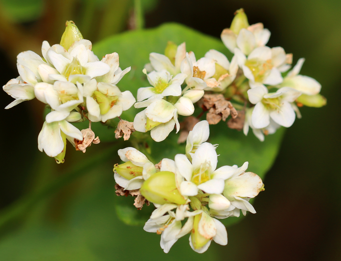 Buckwheat - Fagopyrum esculentum *Tentative ID<br />
<br />
Habitat: Garden<br />
<figure class="photo"><a href="https://www.jungledragon.com/image/136882/buckwheat_-_fagopyrum_esculentum.html" title="Buckwheat - Fagopyrum esculentum"><img src="https://s3.amazonaws.com/media.jungledragon.com/images/3232/136882_thumb.jpg?AWSAccessKeyId=05GMT0V3GWVNE7GGM1R2&Expires=1770854410&Signature=8EJBXhfyNcSFTm5YU%2BzFTGLlHiY%3D" width="106" height="152" alt="Buckwheat - Fagopyrum esculentum *Tentative ID<br />
<br />
Habitat: Garden<br />
https://www.jungledragon.com/image/136881/buckwheat_-_fagopyrum_esculentum.html<br />
<br />
 Buckwheat,Fagopyrum esculentum,Geotagged,Summer,United States" /></a></figure> Buckwheat,Fagopyrum,Fagopyrum esculentum,Geotagged,Summer,United States