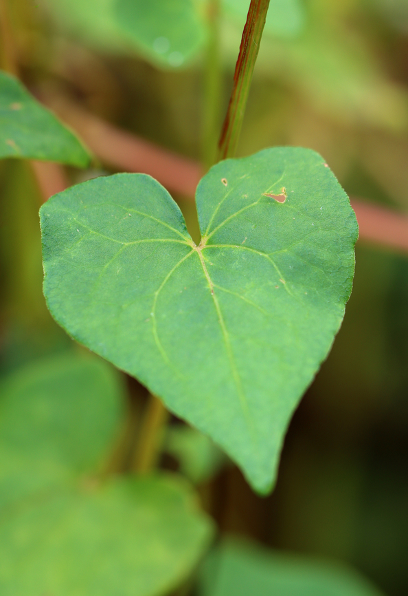 Buckwheat - Fagopyrum esculentum *Tentative ID<br />
<br />
Habitat: Garden<br />
<figure class="photo"><a href="https://www.jungledragon.com/image/136881/buckwheat_-_fagopyrum_esculentum.html" title="Buckwheat - Fagopyrum esculentum"><img src="https://s3.amazonaws.com/media.jungledragon.com/images/3232/136881_thumb.jpg?AWSAccessKeyId=05GMT0V3GWVNE7GGM1R2&Expires=1770854410&Signature=kciwqThWGh0dMIK%2B%2B4vZ9ldZ1Pk%3D" width="200" height="154" alt="Buckwheat - Fagopyrum esculentum *Tentative ID<br />
<br />
Habitat: Garden<br />
https://www.jungledragon.com/image/136882/buckwheat_-_fagopyrum_esculentum.html Buckwheat,Fagopyrum,Fagopyrum esculentum,Geotagged,Summer,United States" /></a></figure><br />
<br />
 Buckwheat,Fagopyrum esculentum,Geotagged,Summer,United States