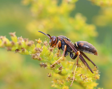 Northern Paper Wasp - Polistes fuscatus A very variable species.

Habitat: Meadow Geotagged,Northern paper wasp,Polistes,Polistes fuscatus,Summer,United States,Vespidae,paper wasp,wasp