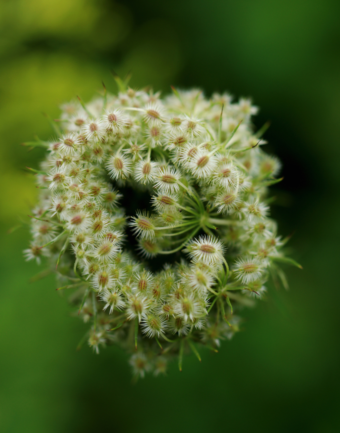 Wild Carrot - Daucus carota As the seeds develop, the umbel curls up at the edges and takes on a concave shape. The seeds are oval and hairy with short styles and hooked spines. The seeds can detach from the plant and be carried away by the wind.<br />
<br />
Habitat: Meadow Daucus carota,Geotagged,Queen Anne's lace,Summer,United States,Wild carrot,apiaceae,bird's nest,bishop's lace,daucus,seeds
