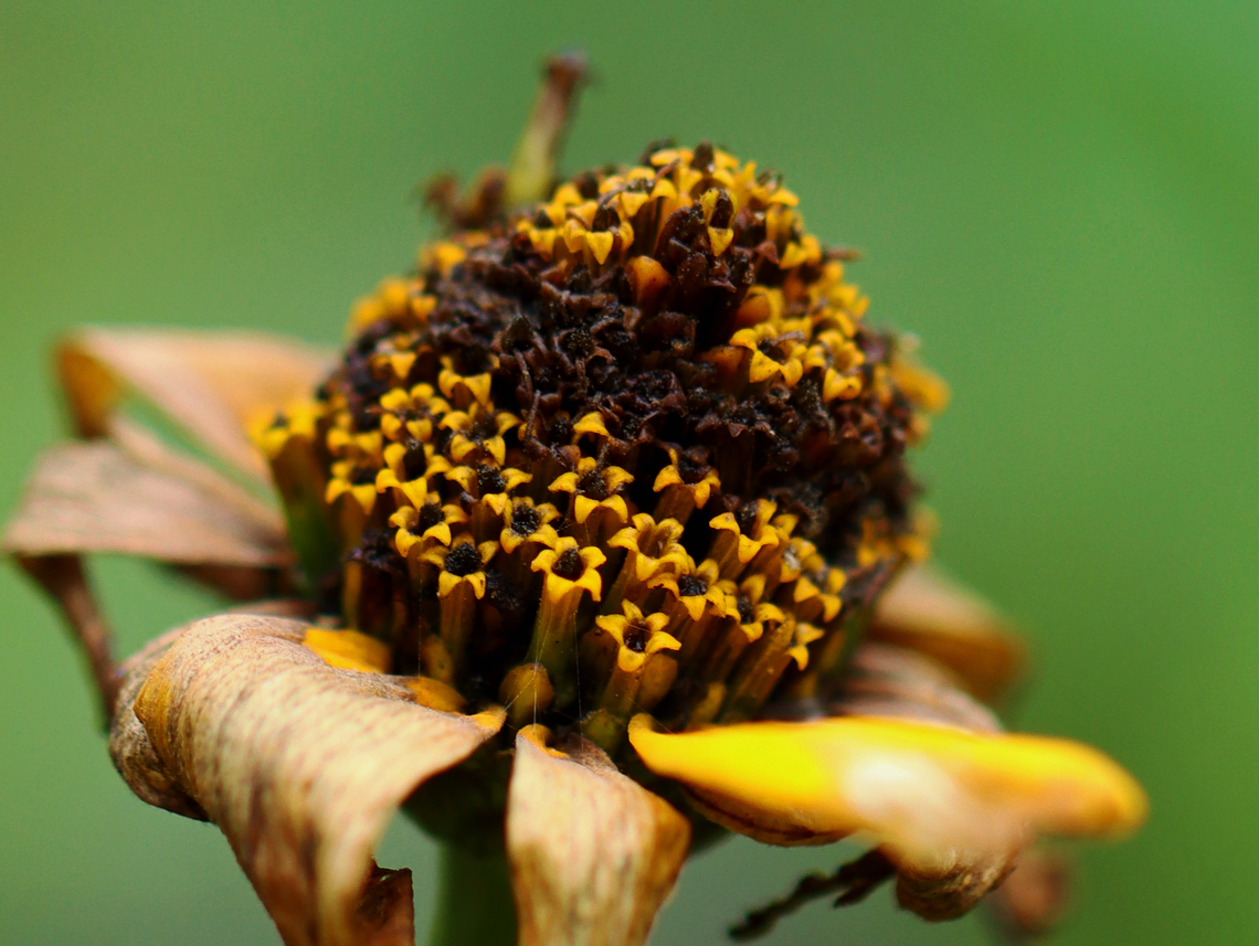 False Sunflower - Heliopsis helianthoides Habitat: Meadow<br />
<figure class="photo"><a href="https://www.jungledragon.com/image/136902/false_sunflower_-_heliopsis_helianthoides.html" title="False Sunflower - Heliopsis helianthoides"><img src="https://s3.amazonaws.com/media.jungledragon.com/images/3232/136902_thumb.jpg?AWSAccessKeyId=05GMT0V3GWVNE7GGM1R2&Expires=1759968010&Signature=Weq2Wt3fh7FbnSuHVkS38jOMqqQ%3D" width="200" height="152" alt="False Sunflower - Heliopsis helianthoides Habitat: Meadow<br />
https://www.jungledragon.com/image/136902/false_sunflower_-_heliopsis_helianthoides.html<br />
https://www.jungledragon.com/image/136904/false_sunflower_-_heliopsis_helianthoides.html<br />
https://www.jungledragon.com/image/136903/false_sunflower_-_heliopsis_helianthoides.html False sunflower,Geotagged,Heliopsis,Heliopsis helianthoides,Summer,United States,rough oxeye,smooth oxeye" /></a></figure><br />
<figure class="photo"><a href="https://www.jungledragon.com/image/136904/false_sunflower_-_heliopsis_helianthoides.html" title="False Sunflower - Heliopsis helianthoides"><img src="https://s3.amazonaws.com/media.jungledragon.com/images/3232/136904_thumb.jpg?AWSAccessKeyId=05GMT0V3GWVNE7GGM1R2&Expires=1759968010&Signature=%2FSDn5FhzEPbXpHhA6P5%2BDVd3jJ0%3D" width="118" height="152" alt="False Sunflower - Heliopsis helianthoides Habitat: Meadow<br />
https://www.jungledragon.com/image/136902/false_sunflower_-_heliopsis_helianthoides.html<br />
https://www.jungledragon.com/image/136904/false_sunflower_-_heliopsis_helianthoides.html<br />
https://www.jungledragon.com/image/136903/false_sunflower_-_heliopsis_helianthoides.html False sunflower,Geotagged,Heliopsis helianthoides,Summer,United States" /></a></figure><br />
<figure class="photo"><a href="https://www.jungledragon.com/image/136903/false_sunflower_-_heliopsis_helianthoides.html" title="False Sunflower - Heliopsis helianthoides"><img src="https://s3.amazonaws.com/media.jungledragon.com/images/3232/136903_thumb.jpg?AWSAccessKeyId=05GMT0V3GWVNE7GGM1R2&Expires=1759968010&Signature=c8Z02VWLF01jVuwgNYVRFuKMTLs%3D" width="200" height="144" alt="False Sunflower - Heliopsis helianthoides Habitat: Meadow<br />
https://www.jungledragon.com/image/136902/false_sunflower_-_heliopsis_helianthoides.html<br />
https://www.jungledragon.com/image/136904/false_sunflower_-_heliopsis_helianthoides.html<br />
https://www.jungledragon.com/image/136903/false_sunflower_-_heliopsis_helianthoides.html False sunflower,Geotagged,Heliopsis helianthoides,Summer,United States" /></a></figure> False sunflower,Geotagged,Heliopsis,Heliopsis helianthoides,Summer,United States,rough oxeye,smooth oxeye